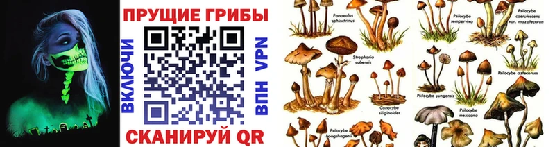 продажа наркотиков  Знаменск  Галлюциногенные грибы Magic Shrooms 